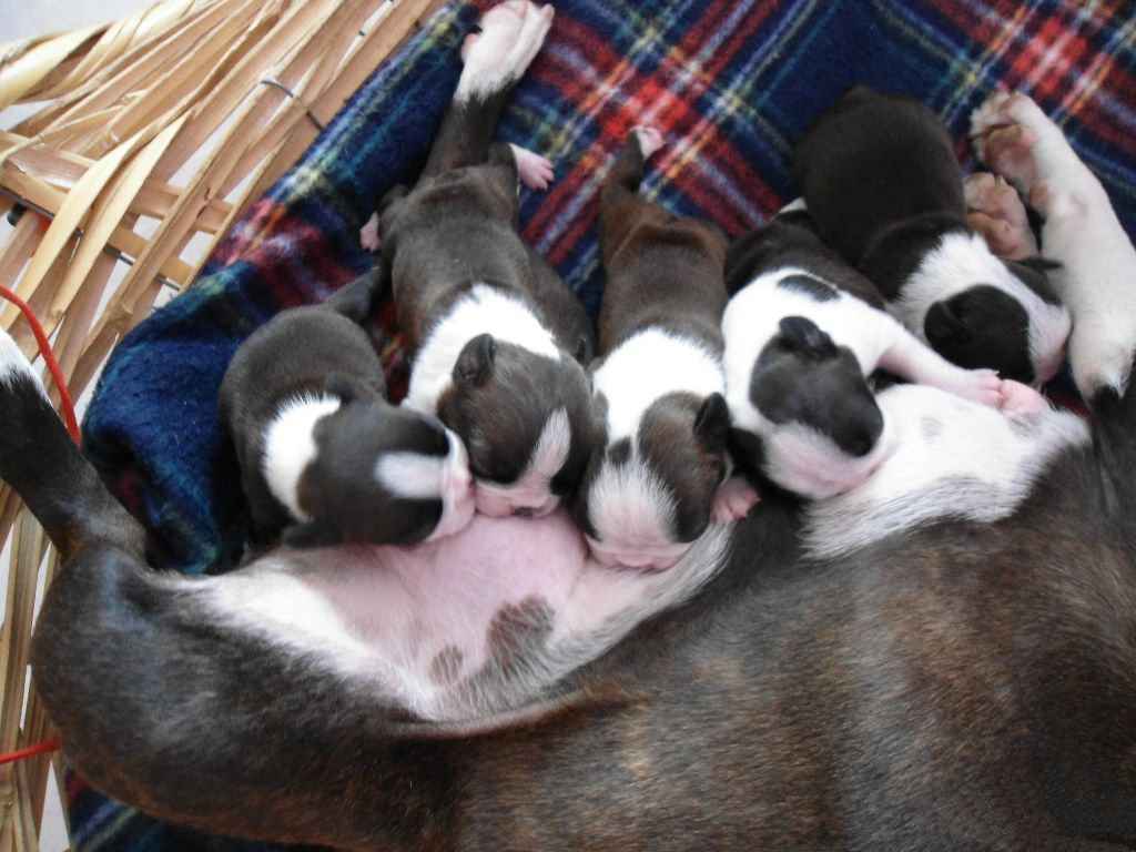 Missy & her Pups