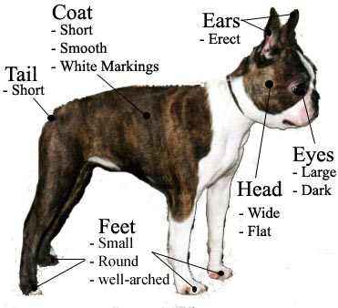 Boston Terrier Breed Standard