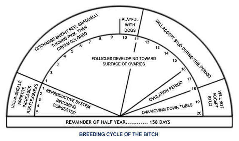 Bitch Mate Cycle